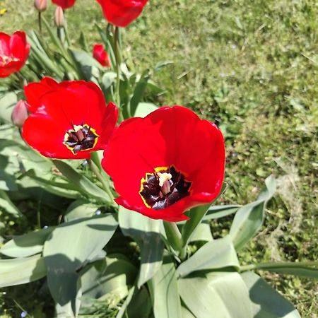 Apartmán Ket Puli Vendeghaz Bekescsaba Exteriér fotografie
